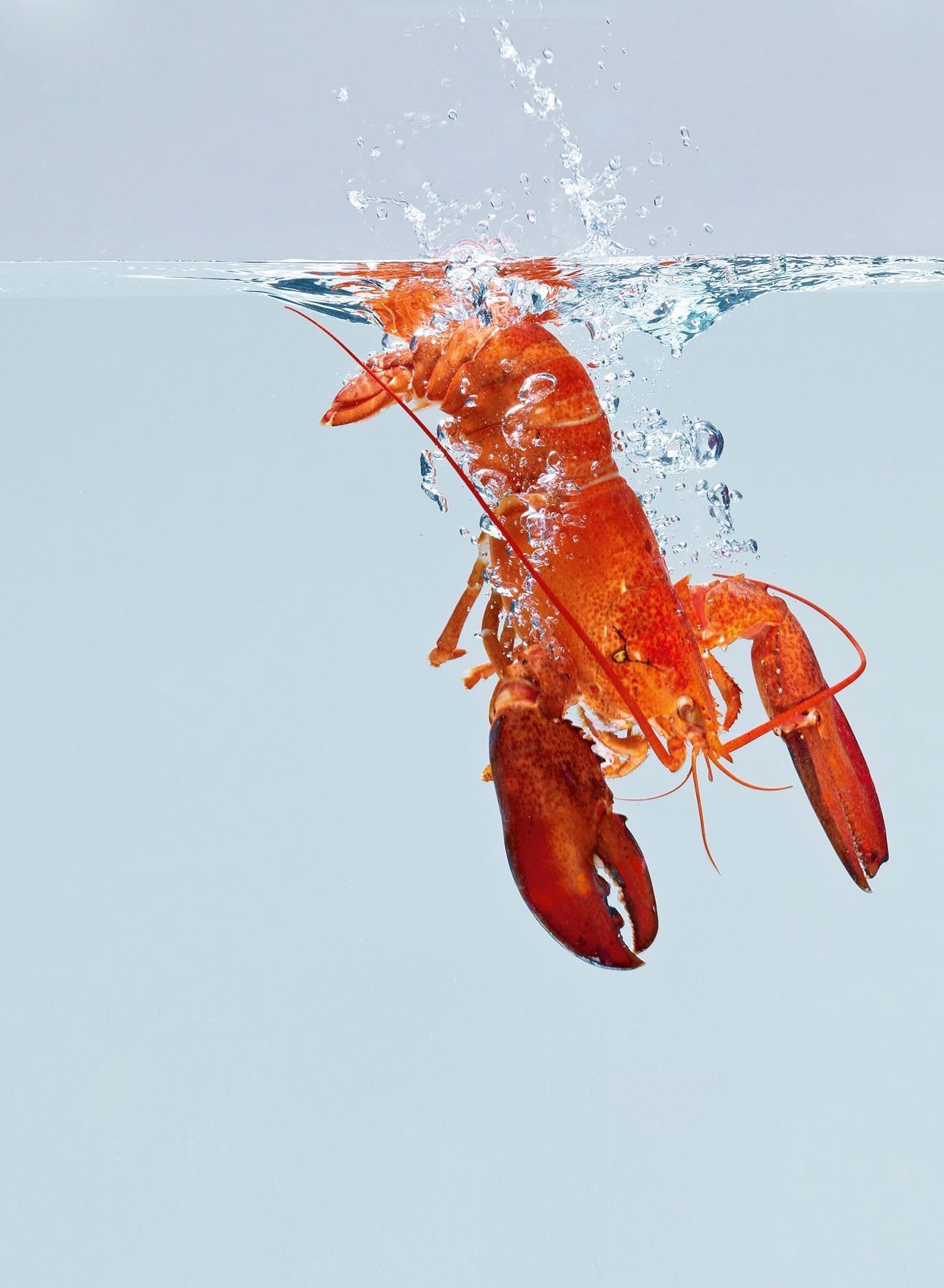 Ein gekochter Hummer taucht in Wasser ein. Das Bild ist das Anzeigenmotiv für den REWE-Rezept-Kalender. Fotograf: Jörg Saibou, Köln.